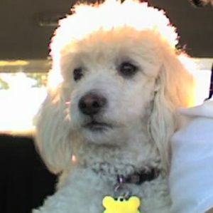 Meet your Posher, Joe